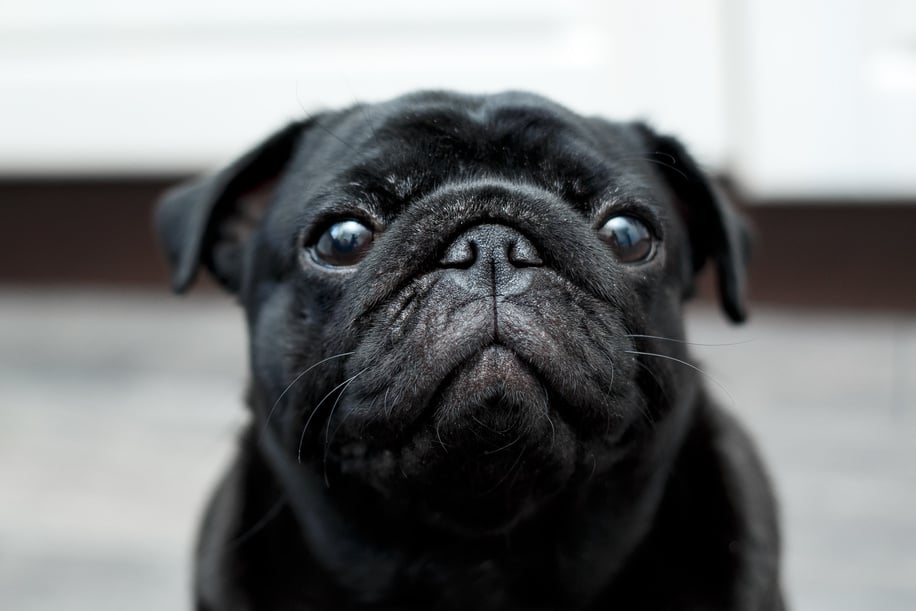 Head of Black Pug